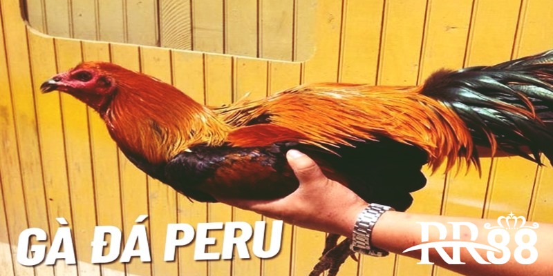 Peru - Chiến binh luôn lọt vào mắt xanh của các sới đấu chuyên nghiệp